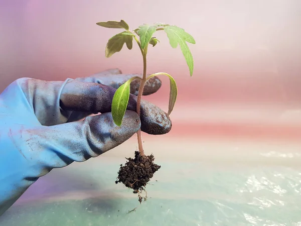 Seedlings - very beautiful seedlings of tomato or tomato in hand in glove — Stock Photo, Image