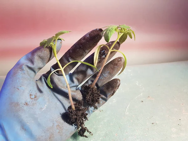 Seedlings - very beautiful seedlings of tomato or tomato in hand in glove — Stock Photo, Image