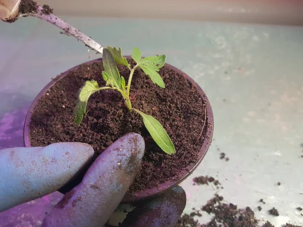 Las plantas de semillero - las plantas muy hermosas del tomate o el tomate en la mano en el guante —  Fotos de Stock