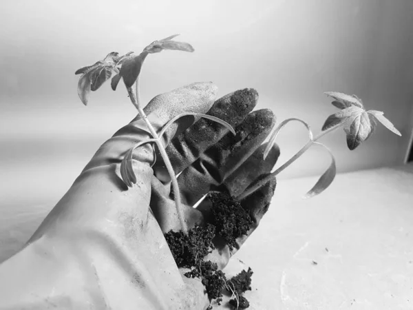 Palánták-nagyon szép csemeték paradicsom vagy paradicsom a kézben kesztyű — Stock Fotó