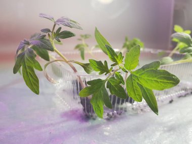 Fide - fide için bir tepsi veya tepsi domates veya domates çok güzel fideler