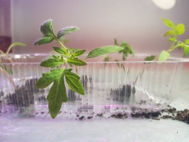 Fide - fide için bir tepsi veya tepsi domates veya domates çok güzel fideler