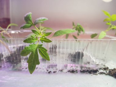 Fide - fide için bir tepsi veya tepsi domates veya domates çok güzel fideler