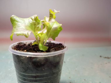 Fide - bir tencere veya fincan marul çok güzel fideler