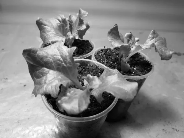 Las plantas de semillero - las plantas muy hermosas de la lechuga en la cacerola o la taza —  Fotos de Stock