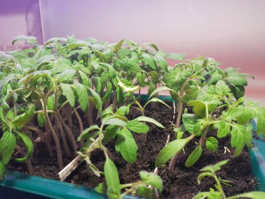 Fide - fide için bir tepsi veya tepsi domates veya domates çok güzel fideler