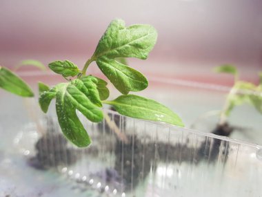 Fide - fide için bir tepsi veya tepsi domates veya domates çok güzel fideler