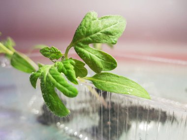 Fide - fide için bir tepsi veya tepsi domates veya domates çok güzel fideler