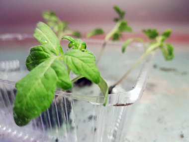 Fide - fide için bir tepsi veya tepsi domates veya domates çok güzel fideler