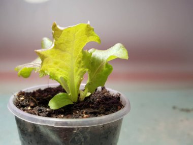 Fide - bir tencere veya fincan marul çok güzel fideler