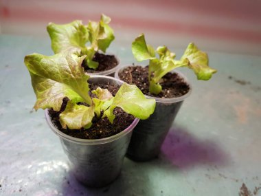 Fide - bir tencere veya fincan marul çok güzel fideler