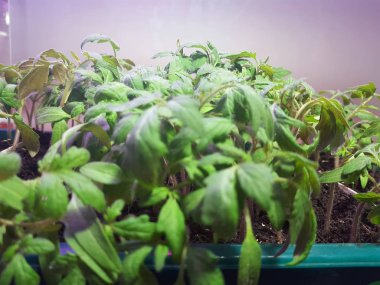 Fide - fide için bir tepsi veya tepsi domates veya domates çok güzel fideler