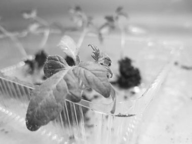 Fide - fide için bir tepsi veya tepsi domates veya domates çok güzel fideler