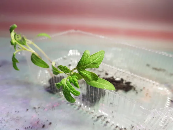 stock image Seedlings - very beautiful seedlings of tomato or tomato in a tray or tray for seedlings