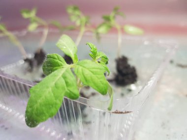 Fide - fide için bir tepsi veya tepsi domates veya domates çok güzel fideler