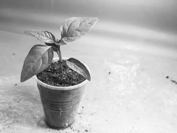 Las plantas de semillero - las plantas muy hermosas del pimiento búlgaro o el pimiento picante en la cacerola —  Fotos de Stock