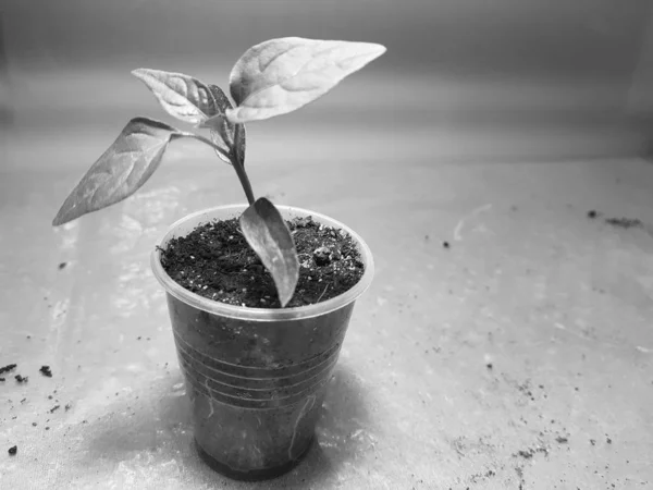 Las plantas de semillero - las plantas muy hermosas del pimiento búlgaro o el pimiento picante en la cacerola —  Fotos de Stock