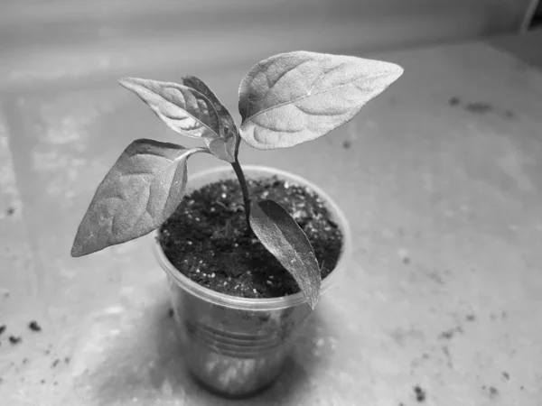 Las plantas de semillero - las plantas muy hermosas del pimiento búlgaro o el pimiento picante en la cacerola —  Fotos de Stock