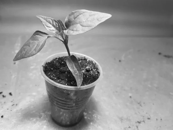 Las plantas de semillero - las plantas muy hermosas del pimiento búlgaro o el pimiento picante en la cacerola —  Fotos de Stock