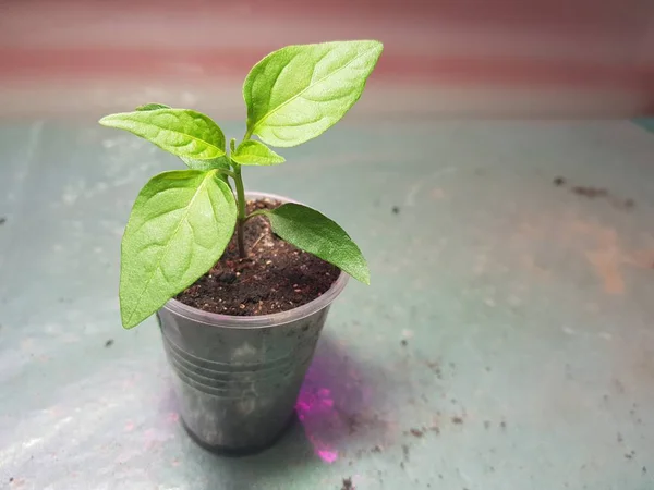 Las plantas de semillero - las plantas muy hermosas del pimiento búlgaro o el pimiento picante en la cacerola —  Fotos de Stock