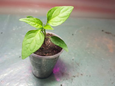 Fide - bir tencerede Bulgar biber veya acı biber çok güzel fideler