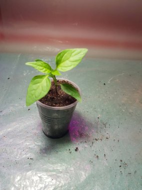 Fide - bir tencerede Bulgar biber veya acı biber çok güzel fideler