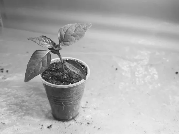 Las plantas de semillero - las plantas muy hermosas del pimiento búlgaro o el pimiento picante en la cacerola —  Fotos de Stock