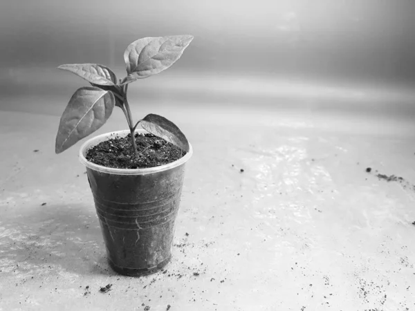 Las plantas de semillero - las plantas muy hermosas del pimiento búlgaro o el pimiento picante en la cacerola — Foto de Stock