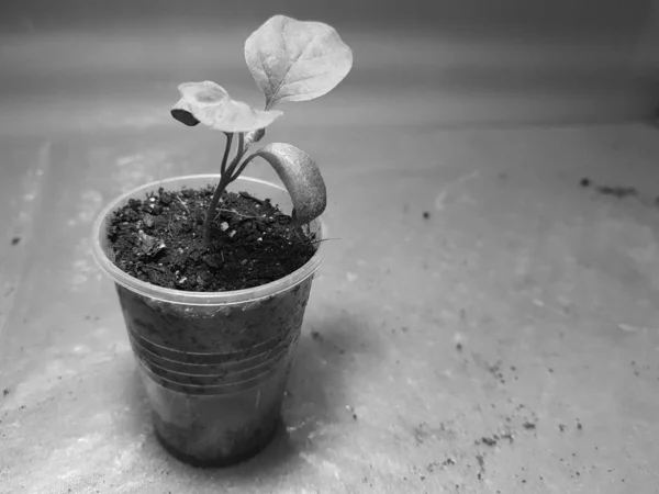 Semis - très beaux semis d'aubergine dans un pot — Photo