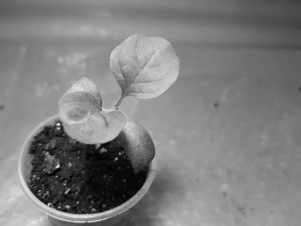 Seedlings - very beautiful eggplant seedlings in a pot — Stock Photo, Image