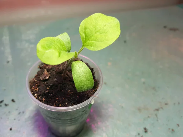 Semis - très beaux semis d'aubergine dans un pot — Photo