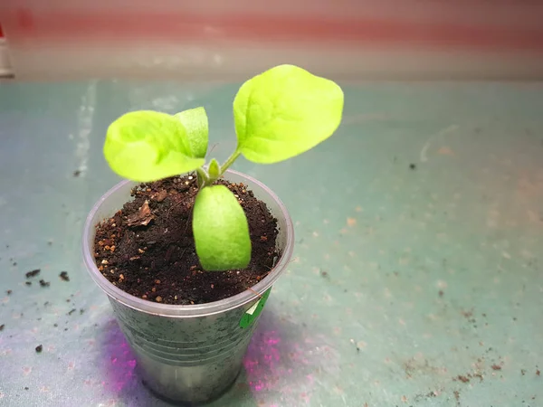 Las plantas de semillero - las plantas muy hermosas de berenjena en la cacerola Imágenes de stock libres de derechos