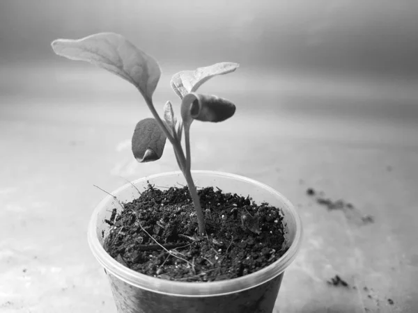 Zaailingen-zeer mooie aubergine zaailingen in een pot — Stockfoto