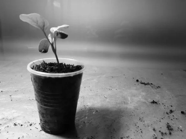 Seedlings - very beautiful eggplant seedlings in a pot — Stock Photo, Image