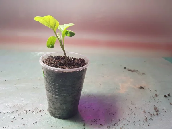 Semis - très beaux semis d'aubergine dans un pot — Photo