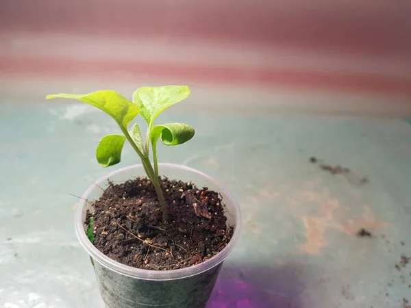 Semis - très beaux semis d'aubergine dans un pot — Photo