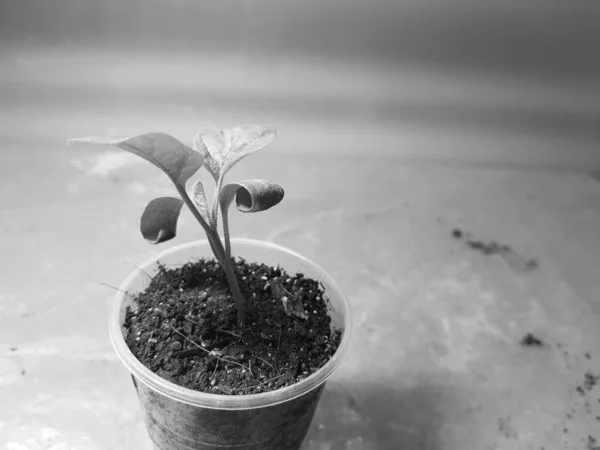 Zaailingen-zeer mooie aubergine zaailingen in een pot — Stockfoto