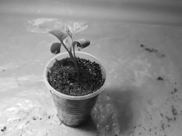 幼苗 - 锅中非常美丽的茄子苗 — 图库照片