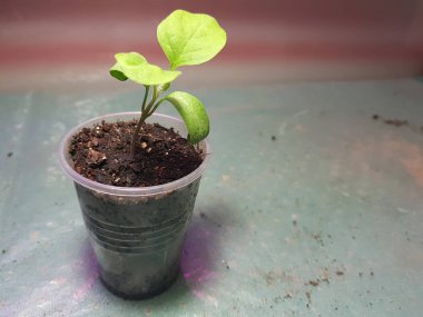 Fide - bir tencerede çok güzel patlıcan fidesi