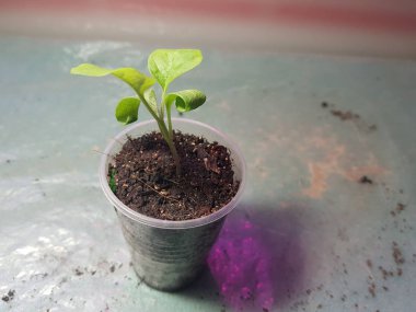 Fide - bir tencerede çok güzel patlıcan fidesi