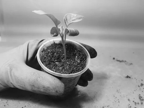 Las plantas de semillero - las plantas muy hermosas de berenjena en la cacerola en la mano enguantada —  Fotos de Stock