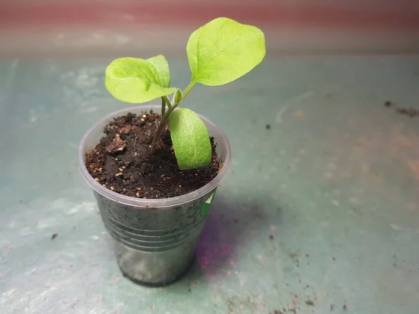 Semis - très beaux semis d'aubergine dans un pot — Photo
