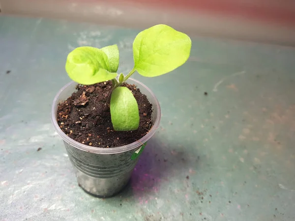 Semis - très beaux semis d'aubergine dans un pot Image En Vente