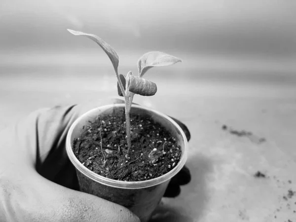 Las plantas de semillero - las plantas muy hermosas de berenjena en la cacerola en la mano enguantada — Foto de Stock