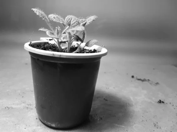 Σπορόφυτα-πολύ όμορφα φυτά φασκόμηλο σε μια κατσαρόλα — Φωτογραφία Αρχείου