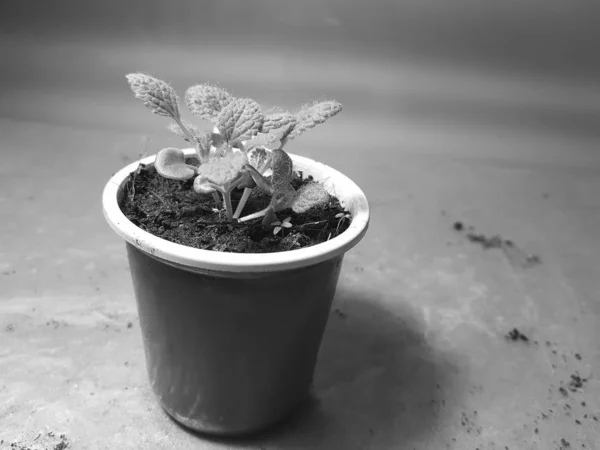 Seedlings - very beautiful seedlings of sage in a pot — Stock Photo, Image