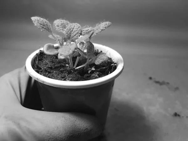 Zaailingen-zeer mooie salie zaailingen in een pot in een handschoenen — Stockfoto