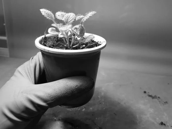 Las plantas de semillero - las plantas muy hermosas salvia en la cacerola en la mano enguantada —  Fotos de Stock