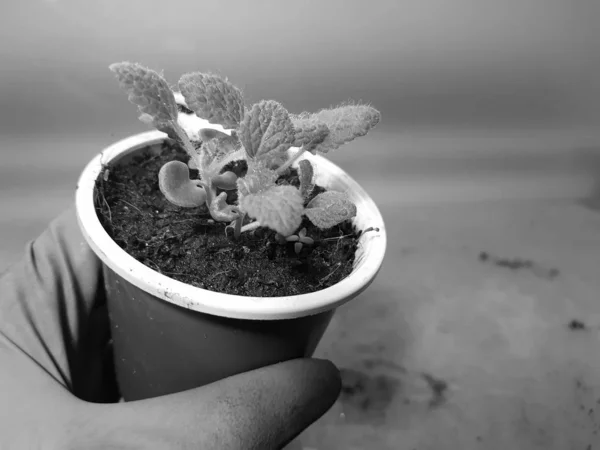 Las plantas de semillero - las plantas muy hermosas salvia en la cacerola en la mano enguantada — Foto de Stock