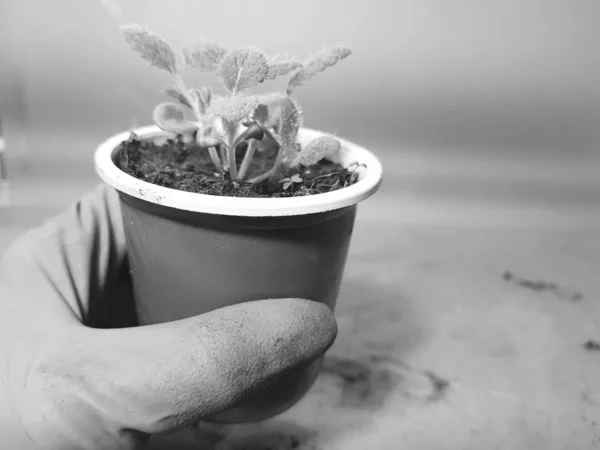 Seedlings - very beautiful sage seedlings in a pot in a gloved hand — Stock Photo, Image